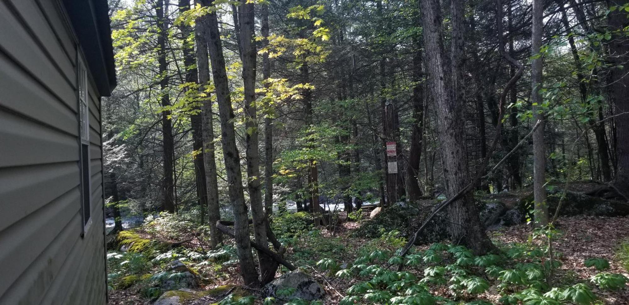 Abrams Creek Campground Mount Storm Eksteriør billede